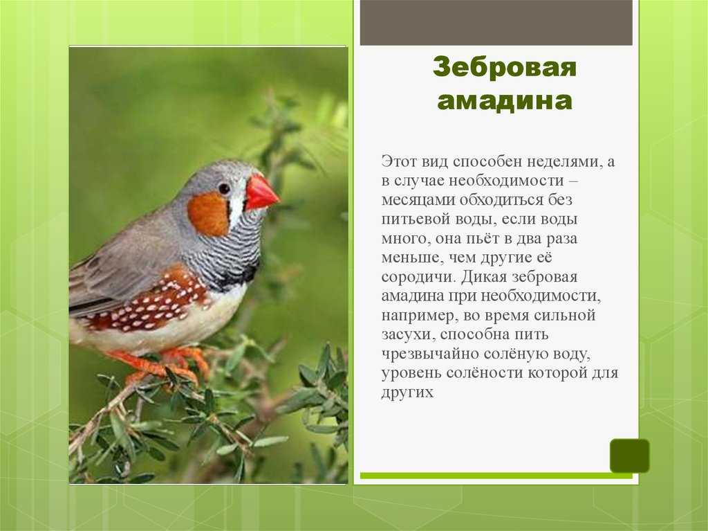 Амадины: уход и содержание Амадины уход и содержание