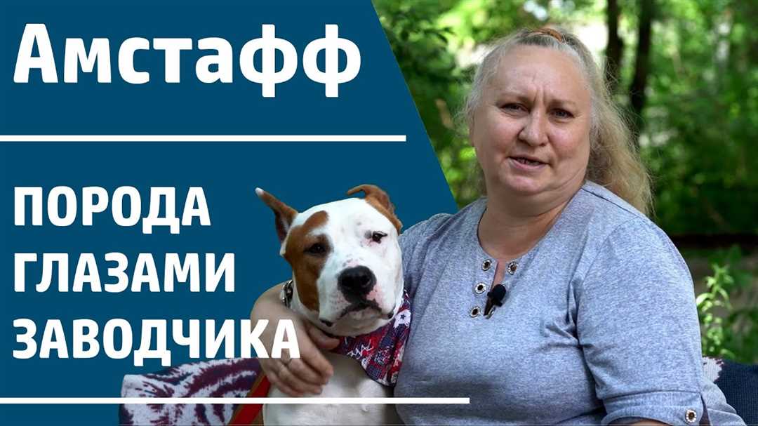 История породы Амстафф