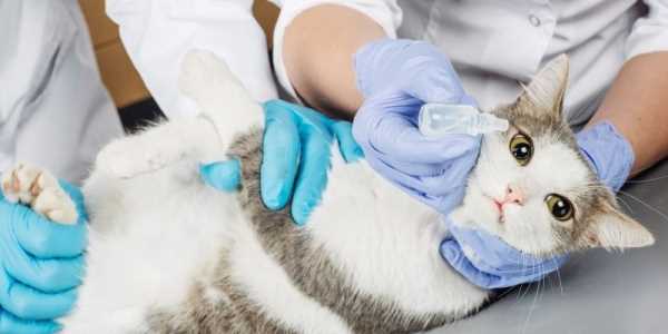 Отзывы довольных владельцев кошек