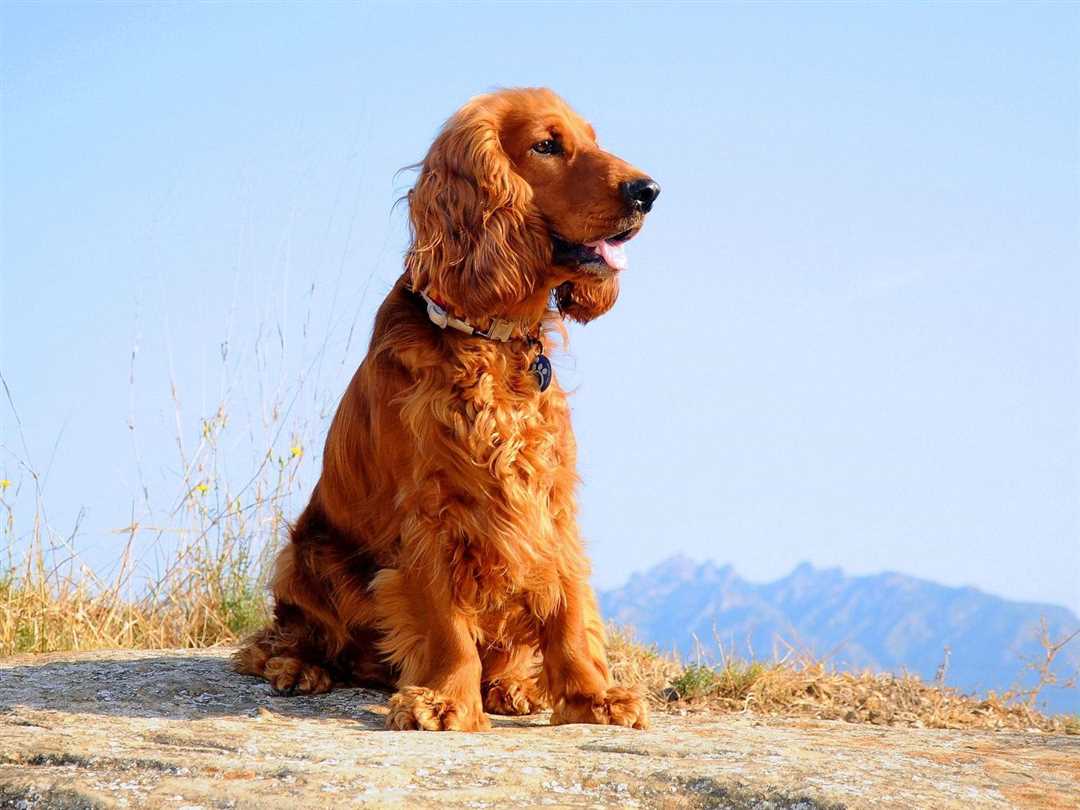 Английский кокер спаниель