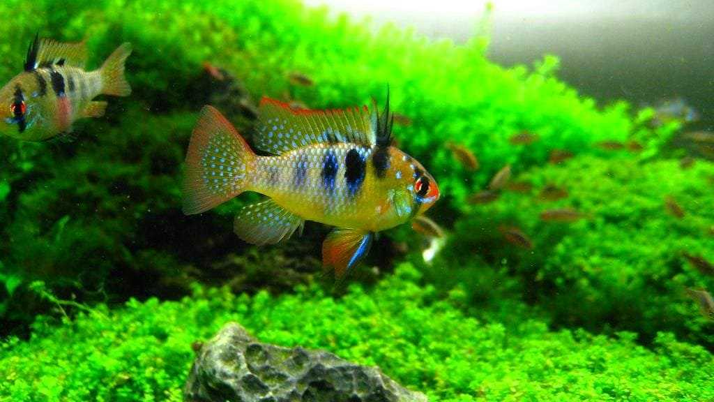 Использование баллона для апистограммы рамирези