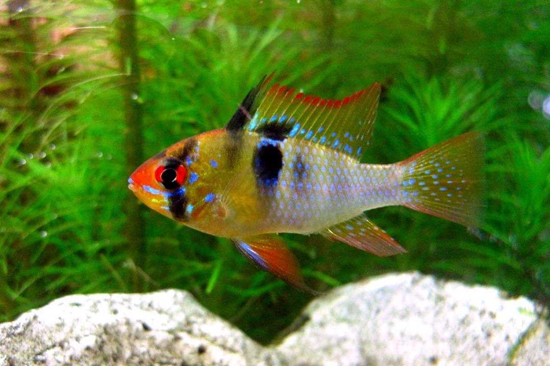 Параметры содержания