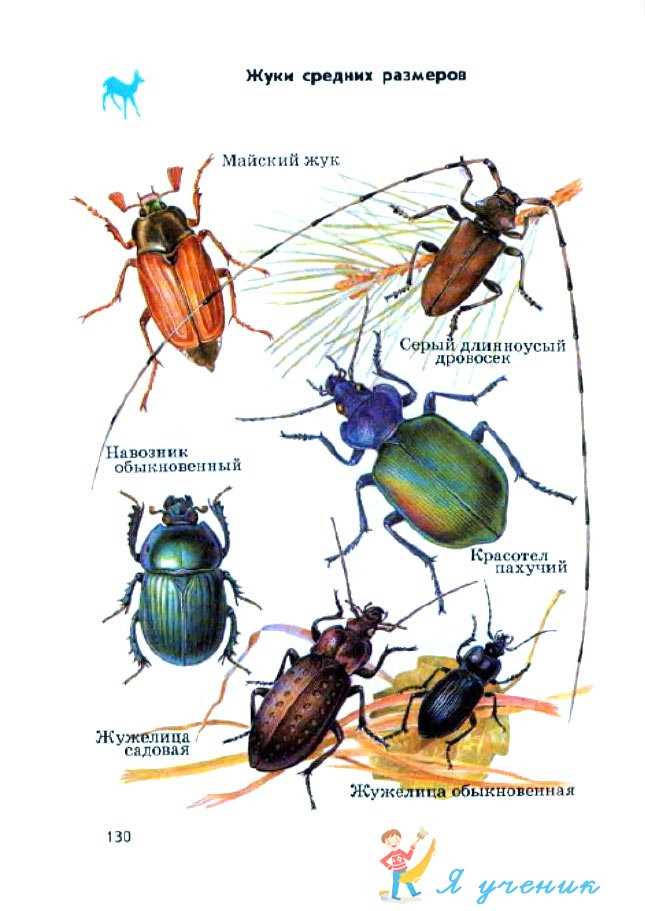 Атлас определитель 1. Атлас определитель название Жуков 1 класс. Жуки атлас определитель Жуков. Жуки атлас определитель 1 класс Плешаков. Атлас-определитель от земли до неба 1 жуки.