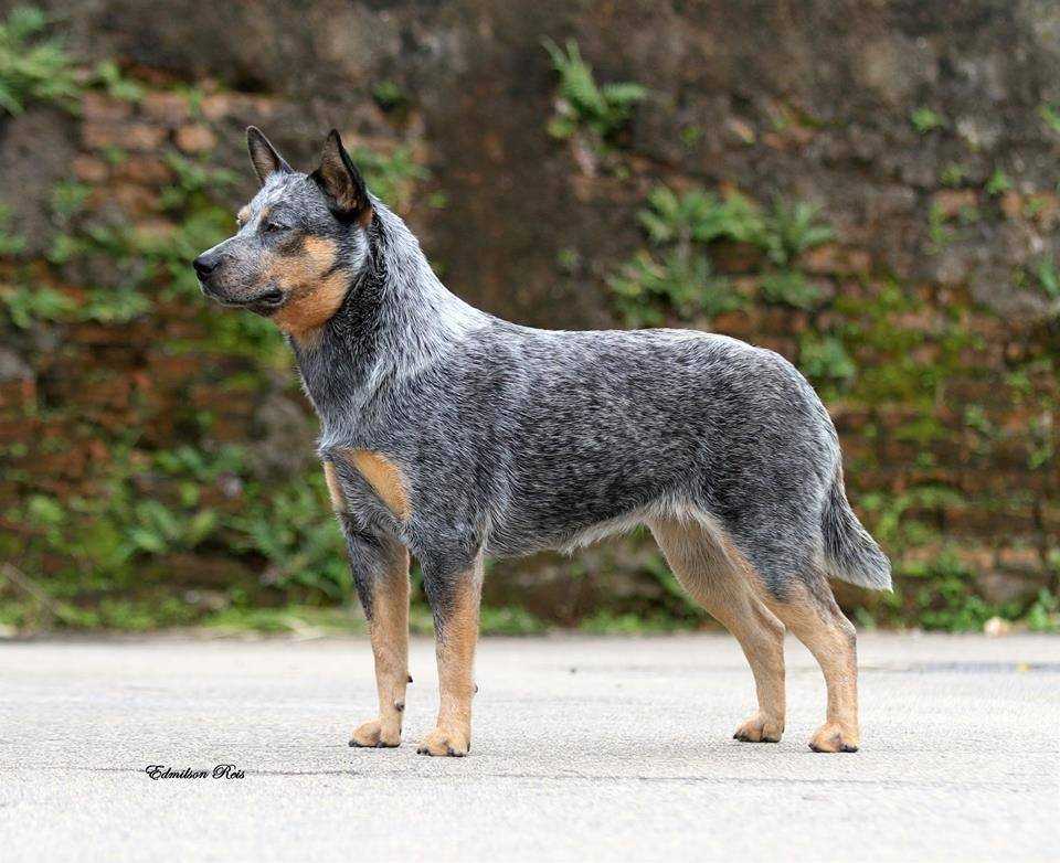 Разнообразие австралийских пород собак