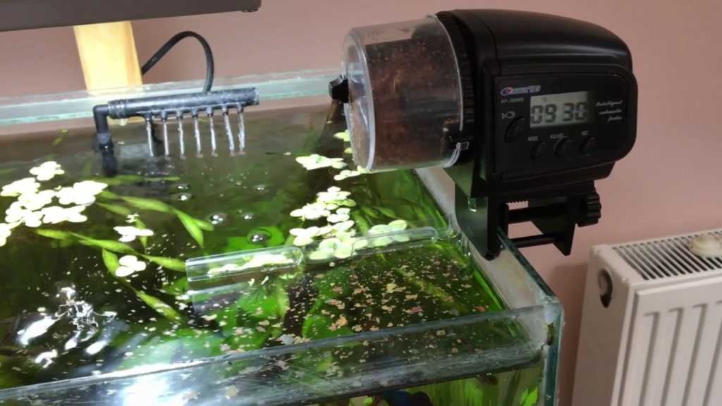 Автокормушка для рыб: как выбрать и использовать