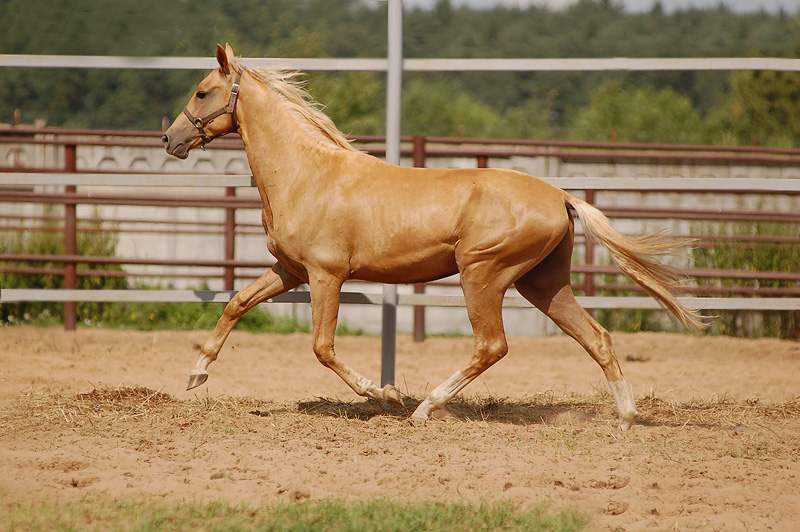 Происхождение