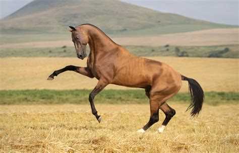 Ахалтекинская порода лошадей - история развития и особенности характера