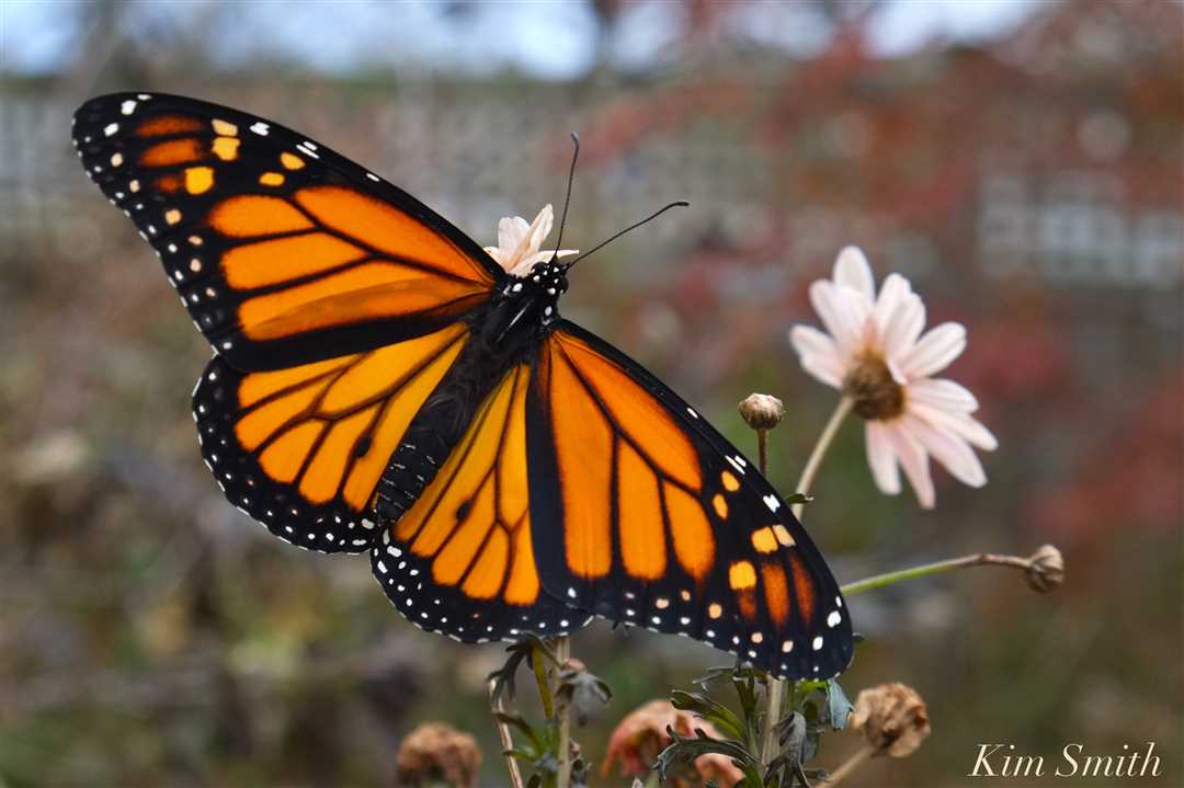 Бабочка монарх фото