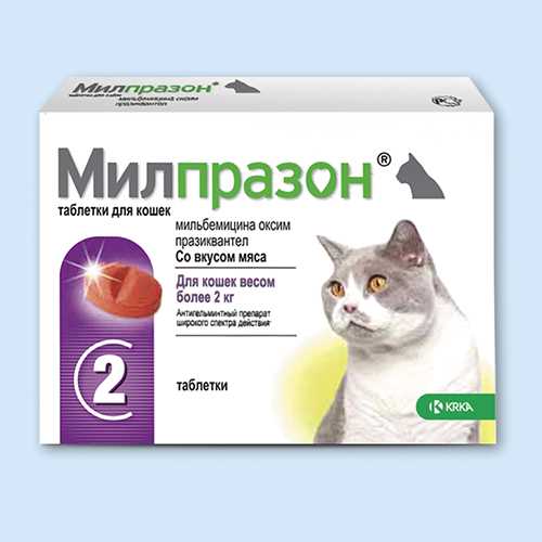 Байтрил для кошек: инструкция по применению, побочные эффекты, цена Байтрил для кошек: инструкция по применению, побочные эффекты, цена