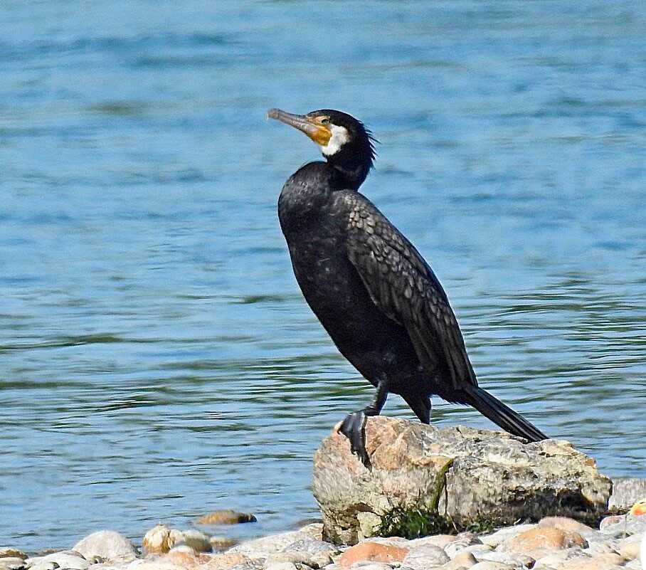 Кто такой баклан