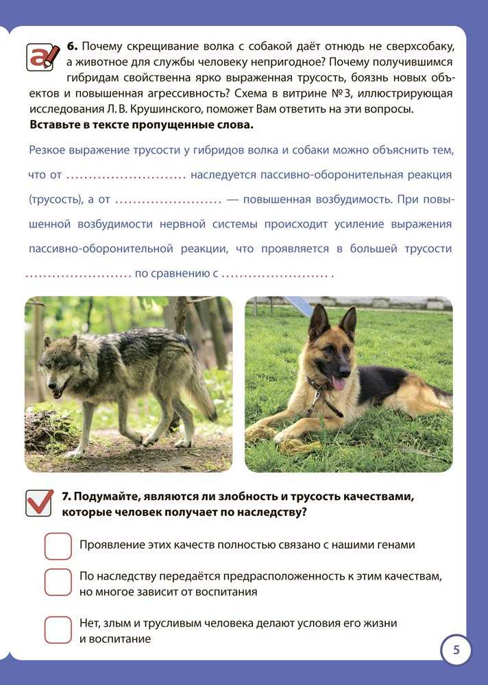 Баргузин: фото, описание, особенности внешности и поведения животного