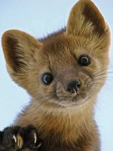 Места обитания