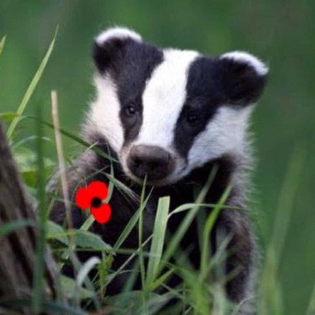 Питание и спячка