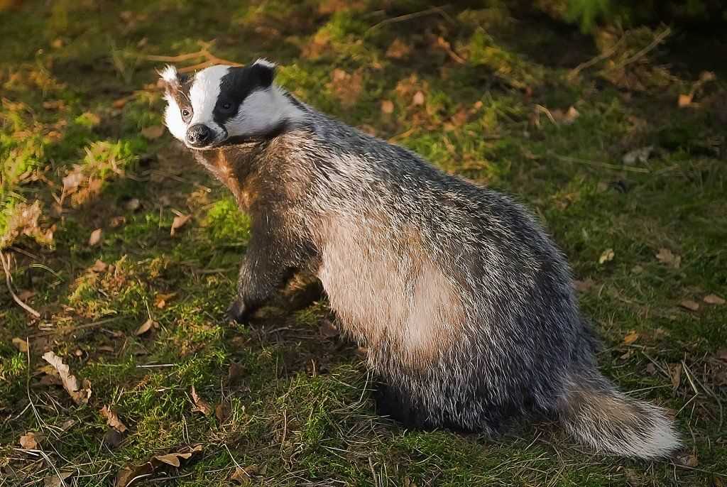 Барсук: фото, описание и особенности