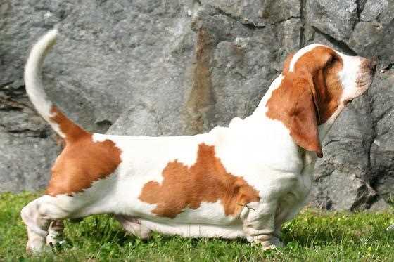 Бассет хаунд: фото, история породы, особенности содержания