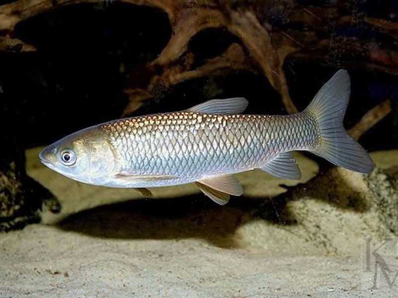 Белый амур: фото, описание и особенности