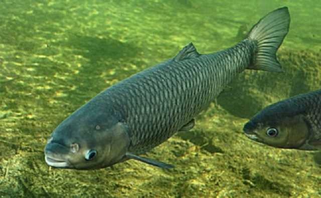 Преимущества разведения белого амура