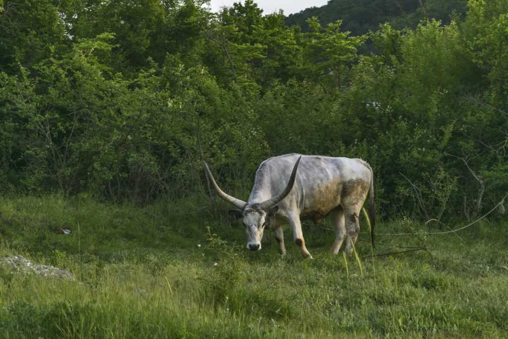Белый амур: особенности, характеристики, разведение и содержание в пруду Белый амур: особенности, характеристики, разведение и содержание в пруду