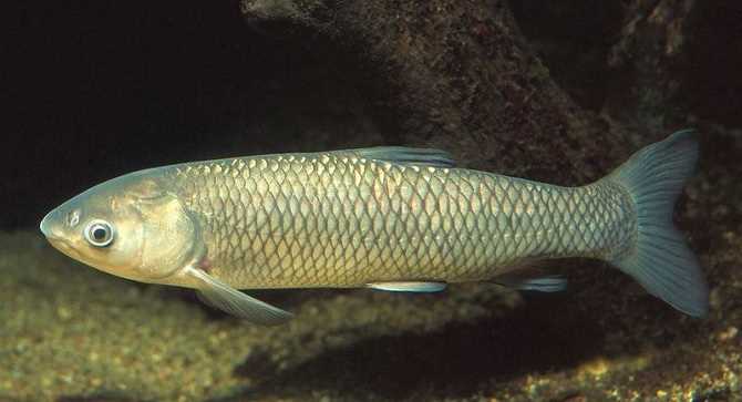 Удаление водорослей и других органических веществ