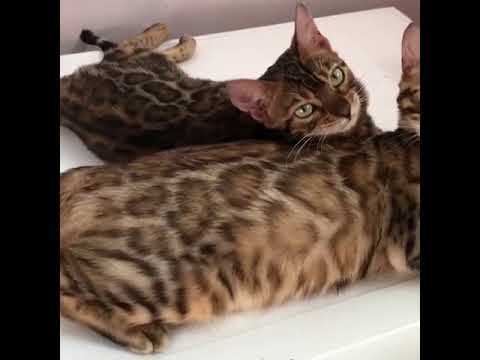 Бенгальские котята: фото на любой вкус