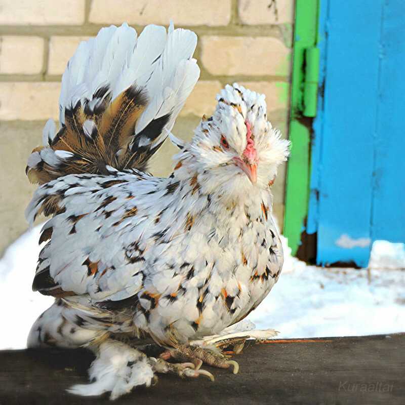  Распространенность 