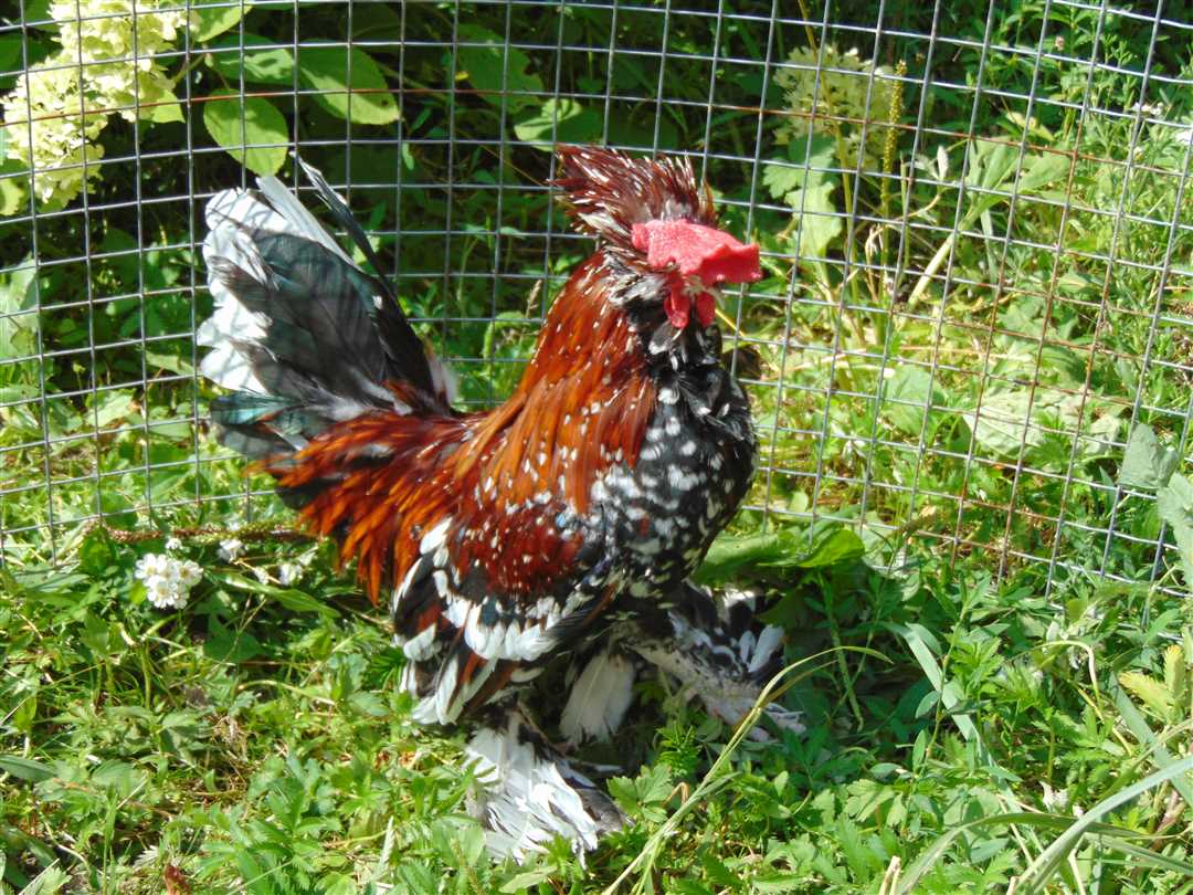 Уход и содержание в домашних условиях