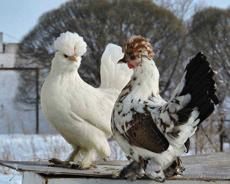 Бентамки куры описание фото