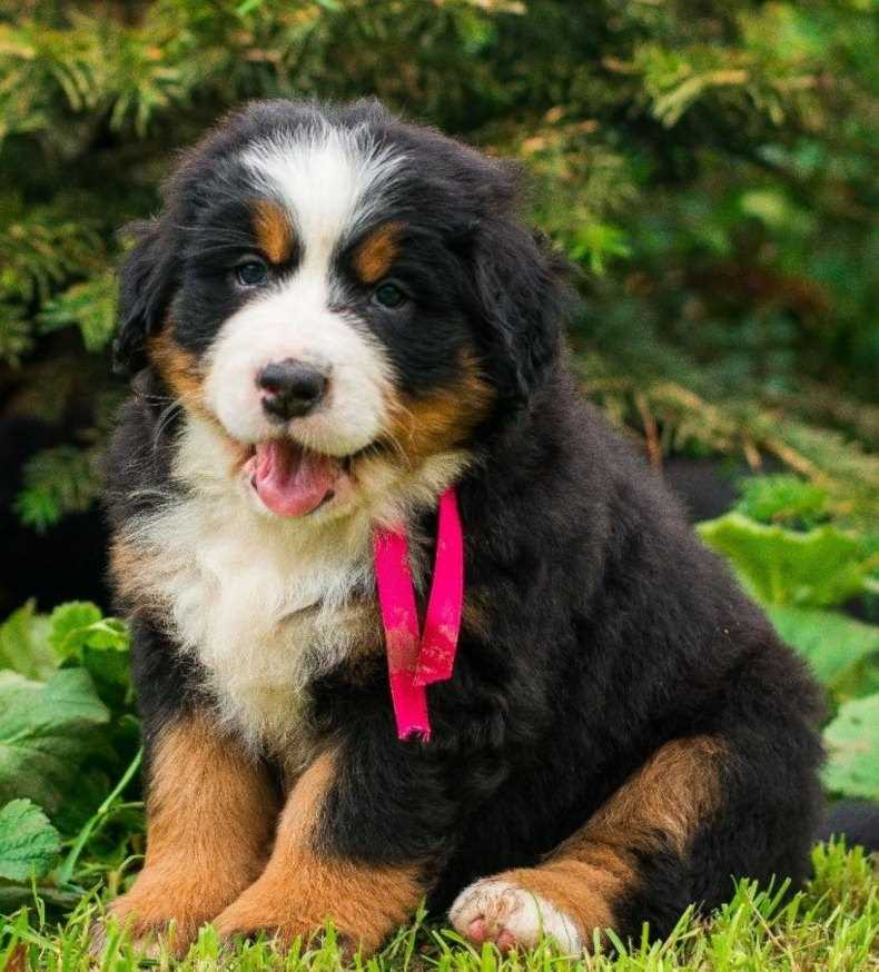 Описание породы