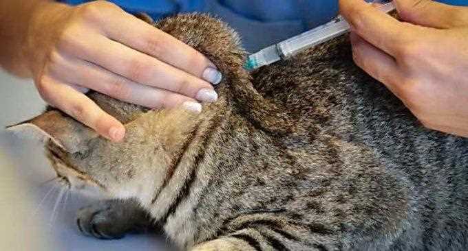 Бешенство у кошек: симптомы, лечение и профилактика Бешенство у кошек: симптомы, лечение и профилактика