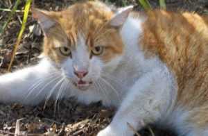 Ранняя стадия бешенства у кошек