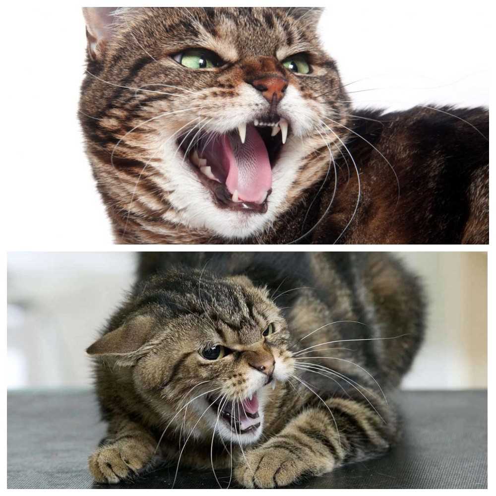 Продвинутые стадии бешенства у кошек