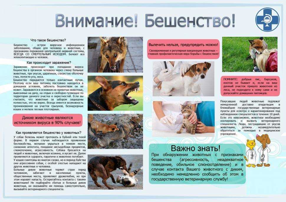 Бешенство у кошек: симптомы, проявления и способы защиты