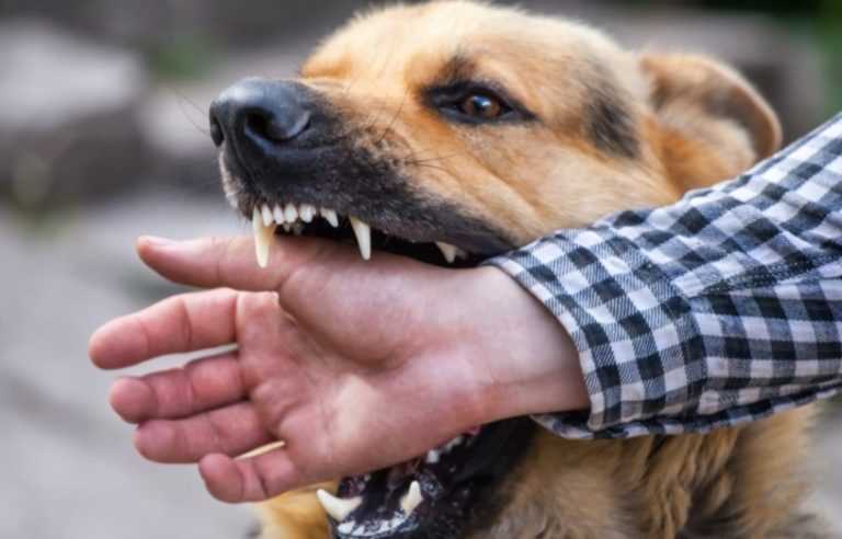 Бешенство у собак: симптомы, признаки и лечение Бешенство у собак: симптомы, признаки и лечение