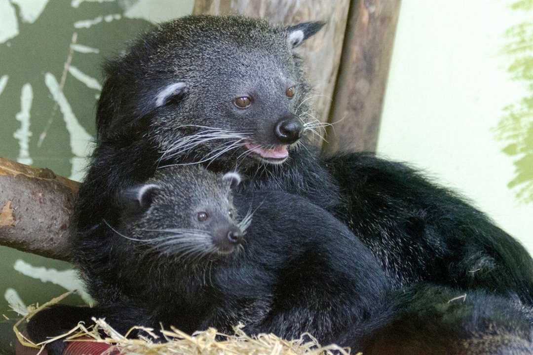 Уникальное сосуществование кошачьего медведя и кошки в Таиланде
