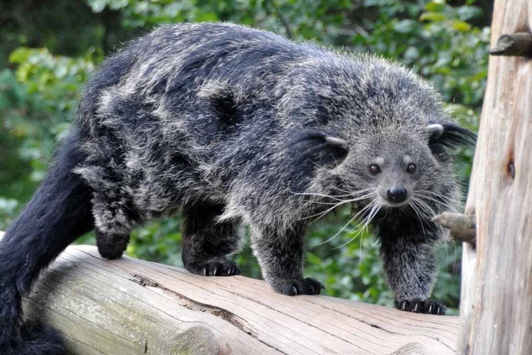 Бинтуронг: котомедведь история и фото