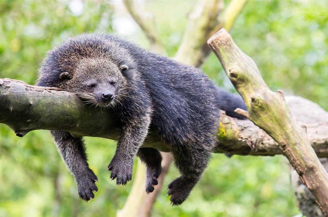 Симбиоз с кошкой