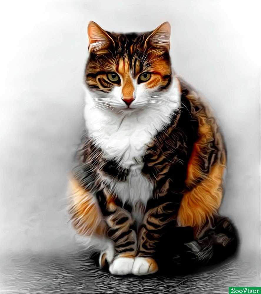 Рыжий трехцветный кот. Трехцветная черепаховая кошка. Кошка трехцветная табби. Трехцветная кошка тэбби. Трёхцветная черепашковая кошка табби.