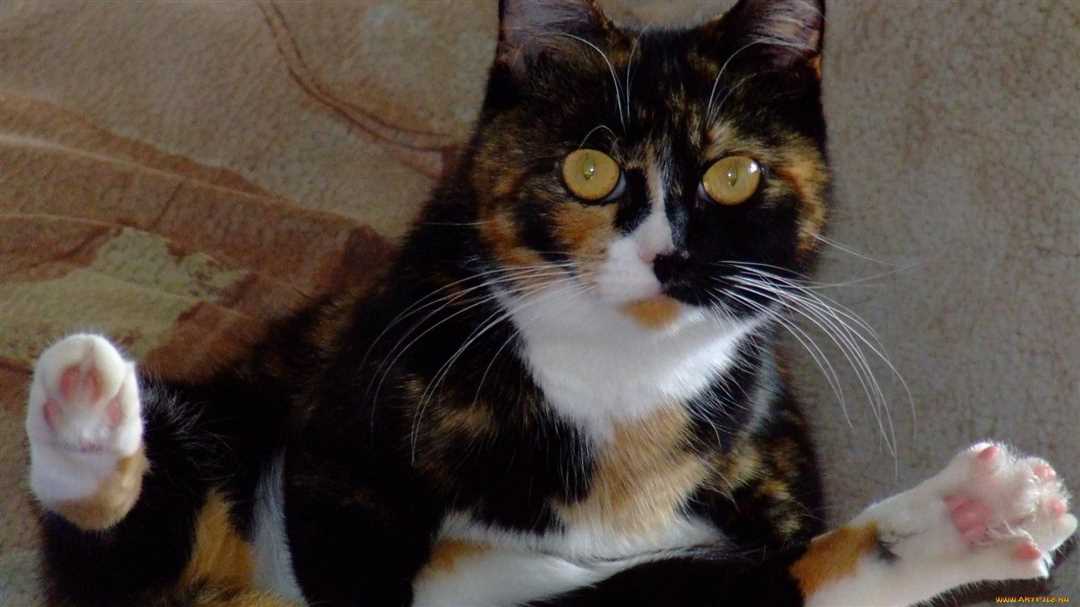 Коты бывают трехцветными?