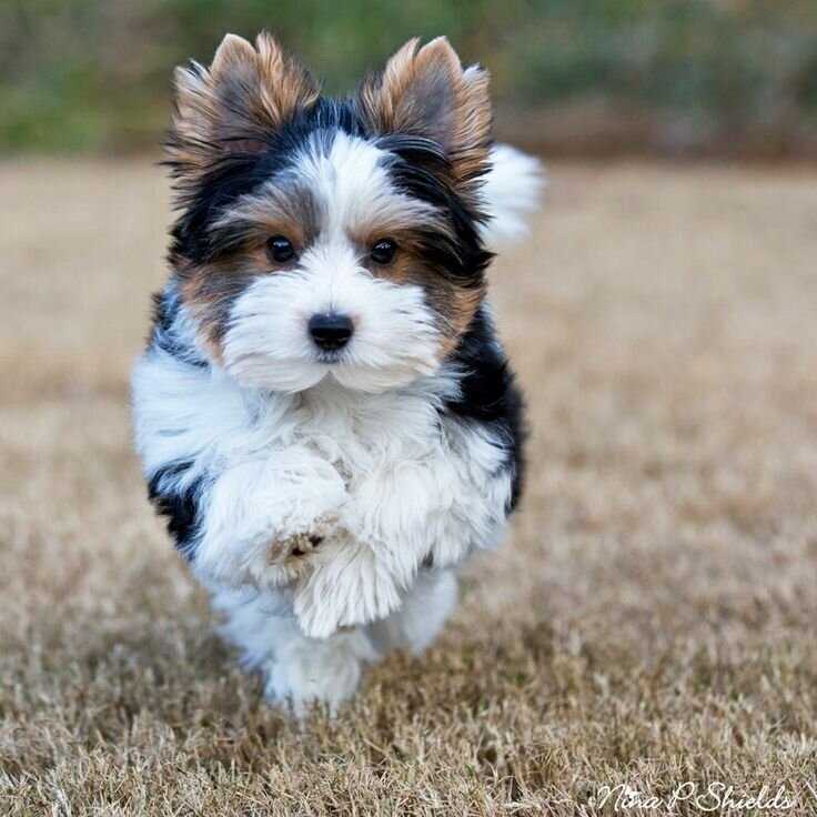 Основные характеристики породы: