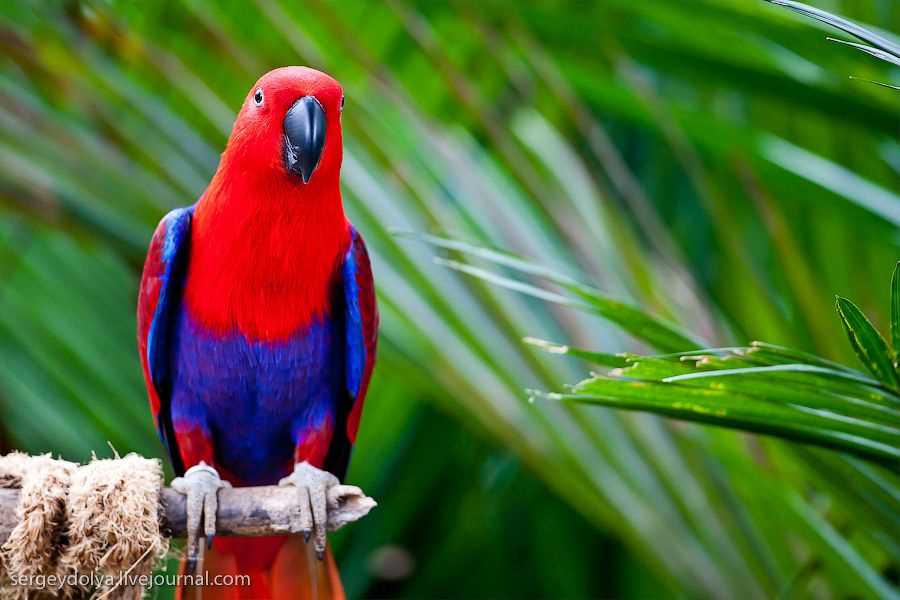Благородный попугай эклектус