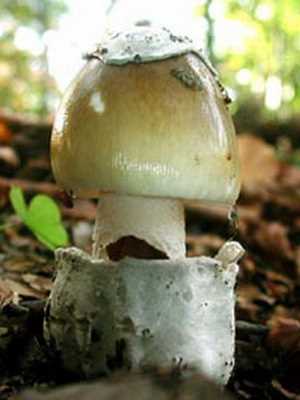 Как бледная поганка используется человеком?