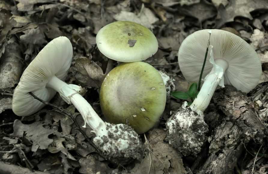 Бледная поганка: фото и описание гриба, красота в природе Бледная поганка: фото и описание гриба, красота в природе