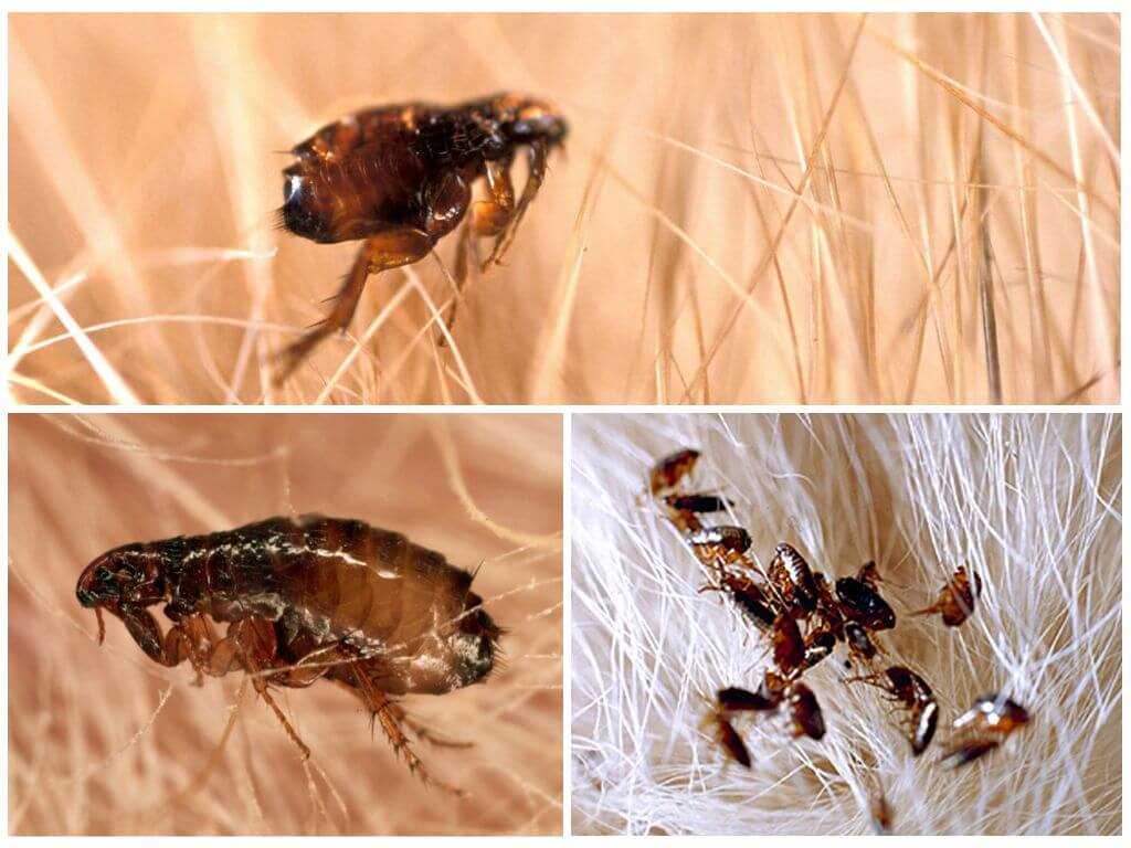 Блоха: как она выглядит и как ее определить у домашнего животного