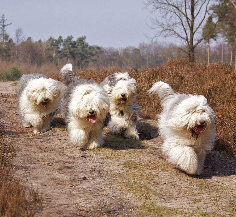 Бобтейл собака: фото, особенности породы, характер и уход Бобтейл собака: фото, особенности породы, характер и уход