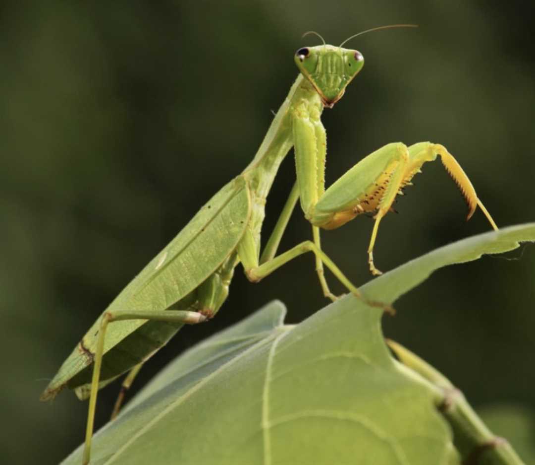 Чем питаются богомолы