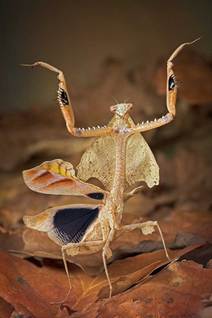 Фото богомола: красивые изображения насекомых Богомол фото насекомое