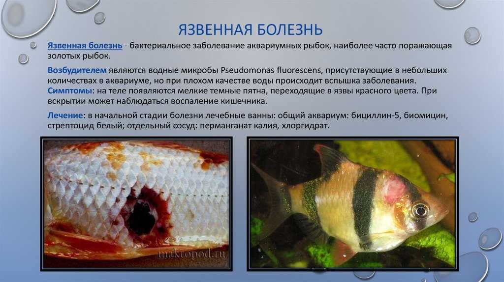 Санитар среди аквариумных рыбок 5. Бактериальные болезни аквариумных рыб. Ихтиоспоридиоз аквариумных рыб. Таблица симптомов болезней аквариумных рыб.