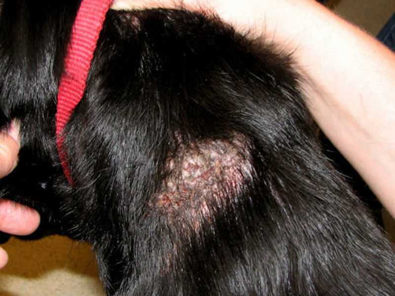 Можно ли питаться кошке человеческой пищей во время болезни