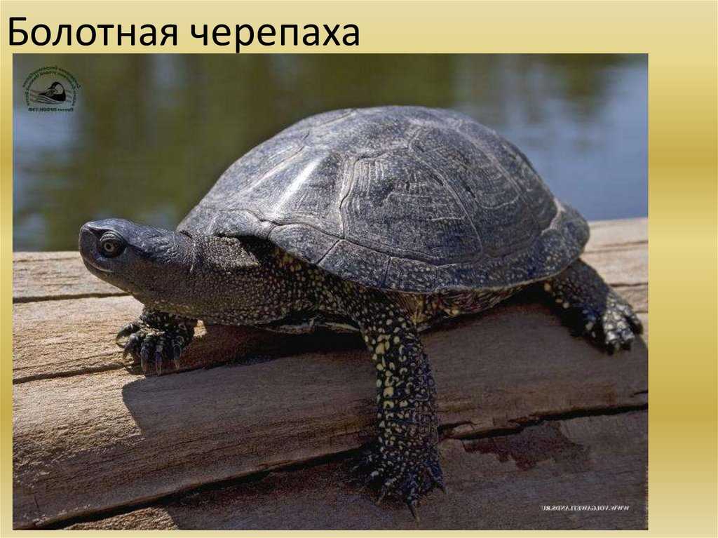 Уход за болотной черепахой в домашних условиях