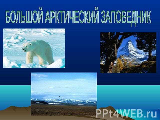 Карликовая береза